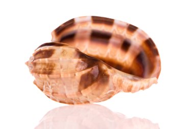 Beyaz arkaplanda deniz kabuğu izole