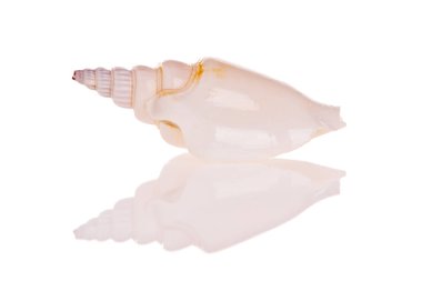 Beyaz arkaplanda deniz kabuğu izole