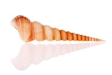 Beyaz arkaplanda deniz kabuğu izole