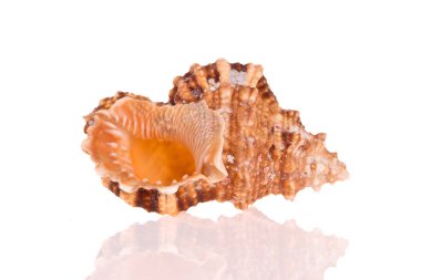 Beyaz arkaplanda deniz kabuğu izole