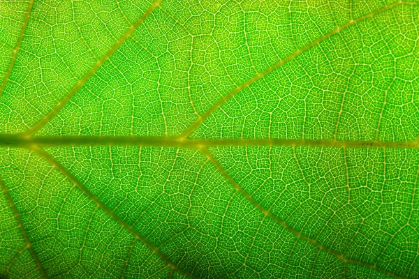 Yeşil Yaprak Closeup Arka Plan — Stok fotoğraf