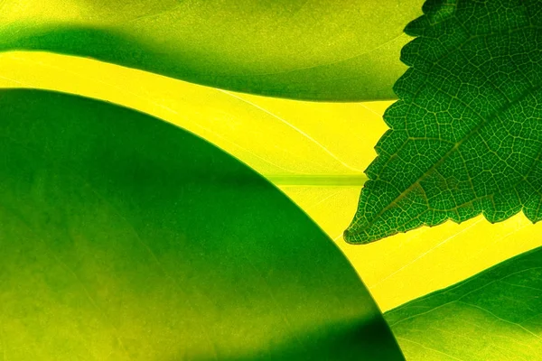 Green Leafs Abstract Background — Stock Photo, Image