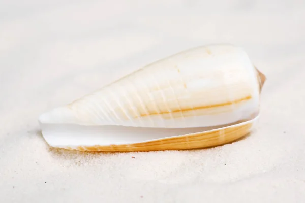 Coquillage Sur Sable Blanc — Photo