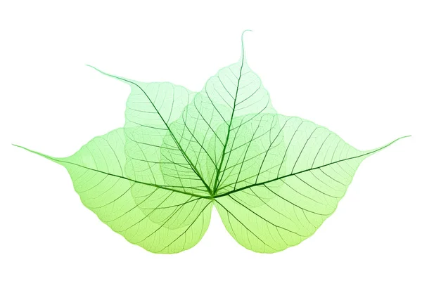 Skeleton Leaves Composition White Background — Stock Photo, Image