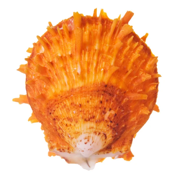 Orange Spiny Oyster Isolated White Background — Stock Photo, Image