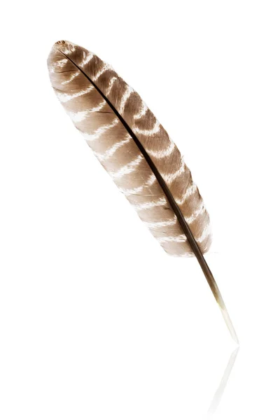 Brown Quill Isolated White Background — Stock Photo, Image