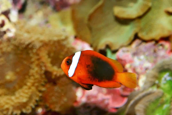 Close Clownfish — Stock Photo, Image