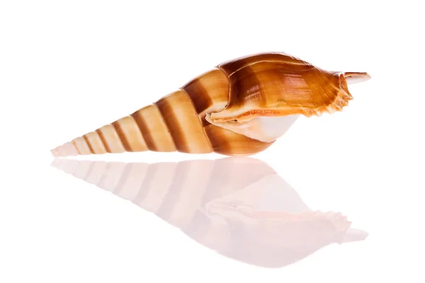 Seashell Isolated White Background — Stock Photo, Image