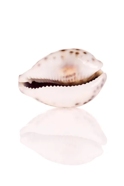 Seashell Elszigetelt Fehér Háttér — Stock Fotó