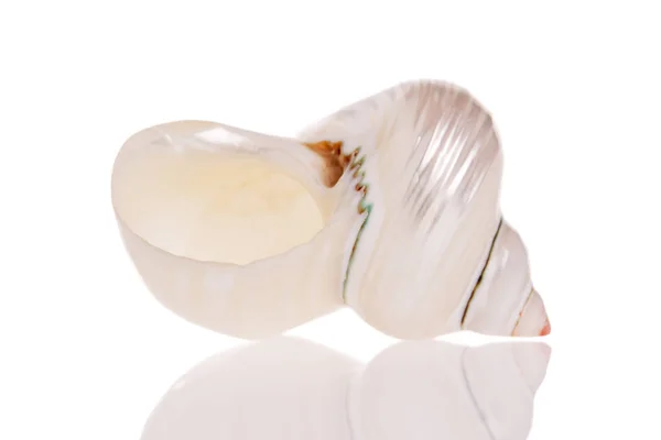 Seashell Isolato Sfondo Bianco — Foto Stock