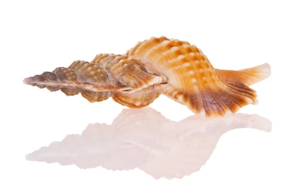 Seashell Izolowane Białym Tle — Zdjęcie stockowe