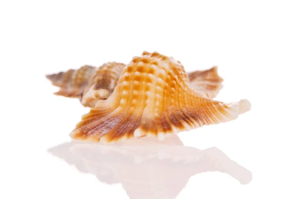 Seashell Izolowane Białym Tle — Zdjęcie stockowe