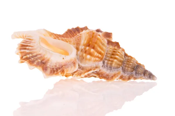 Seashell Izolowane Białym Tle — Zdjęcie stockowe