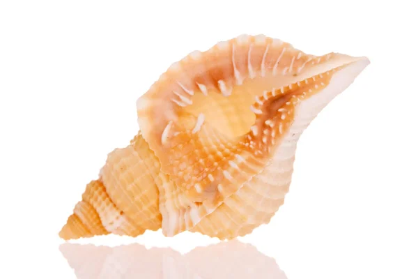 白い背景に隔離された貝殻 — ストック写真