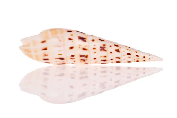 Seashell Isolato Sfondo Bianco — Foto Stock