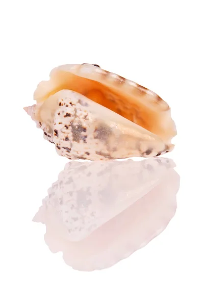 Seashell Isolato Sfondo Bianco — Foto Stock