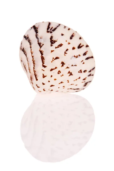 Seashell Isolato Sfondo Bianco — Foto Stock