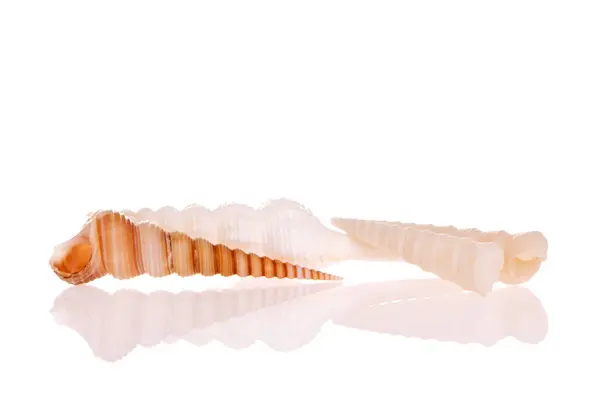 Beyaz Arkaplanda Izole Edilmiş Deniz Kabukları — Stok fotoğraf
