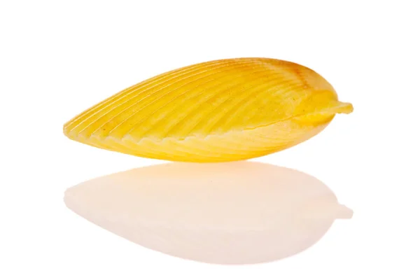 Seashell Isolerad Vit Bakgrund — Stockfoto