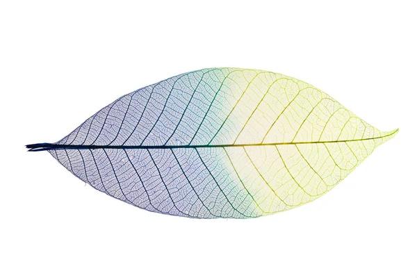 Single Skeleton Leaf Isolated White Background — Stock Photo, Image