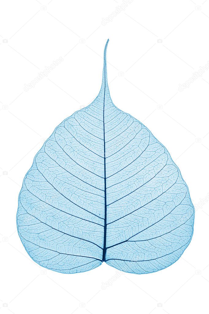 Single skeleton leaf isolated on white background