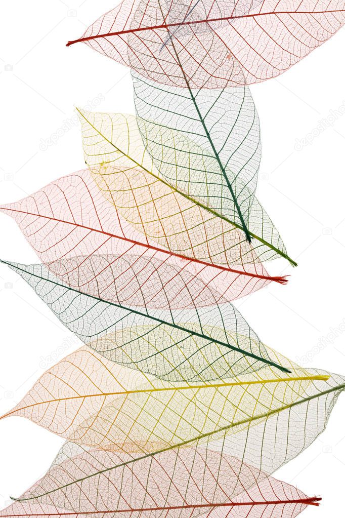 Colorful Skeleton Leaves on white background