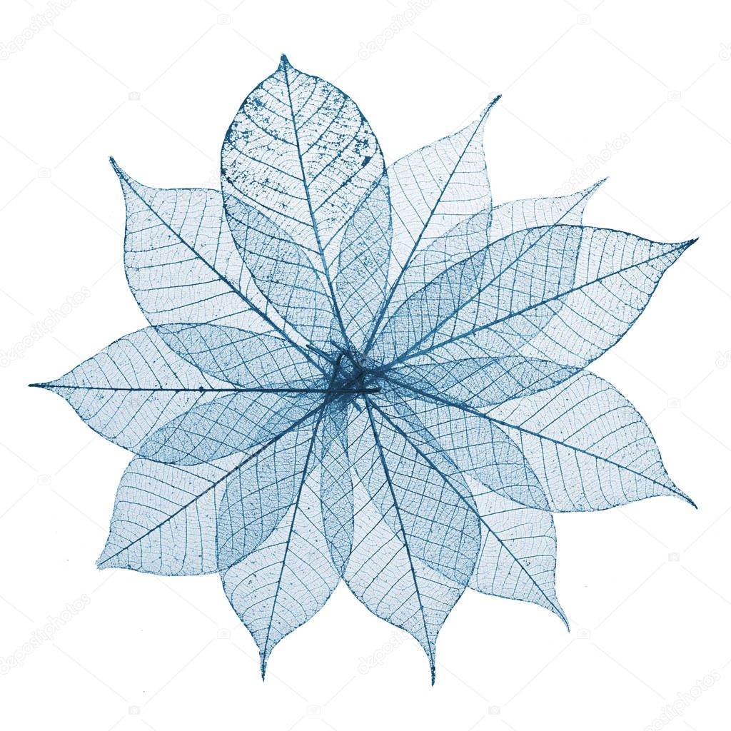 Skeleton Leaves Flower Composition on white background
