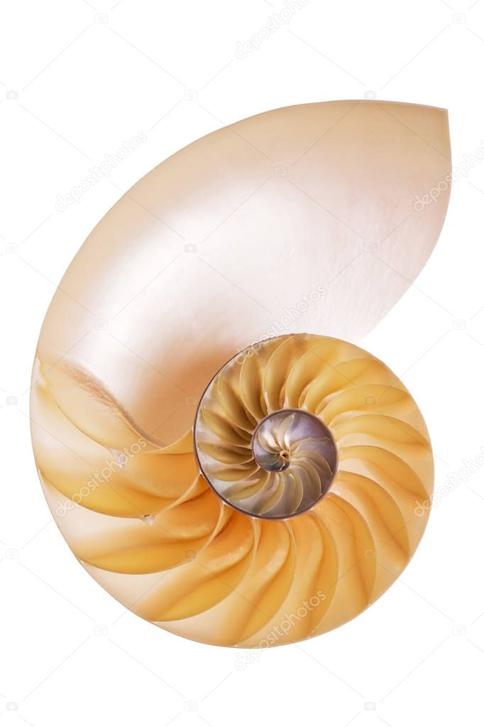 Nautilus Split Half shell isolated on white background