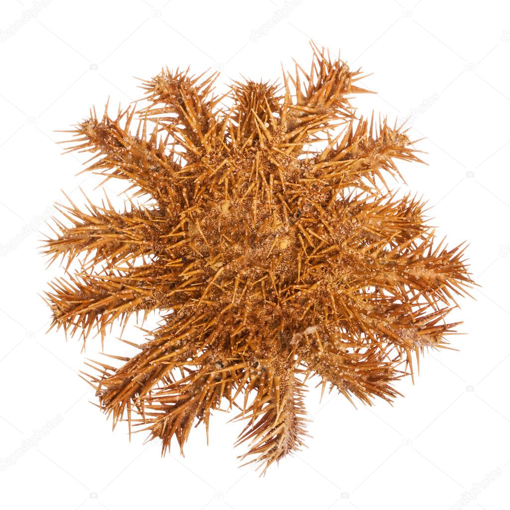 Crown of Thorns Starfish isolated on white background