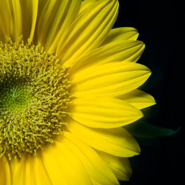 Siyah zemin üzerine sarı gerber portre