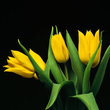 Siyah arkaplanda sarı laleler