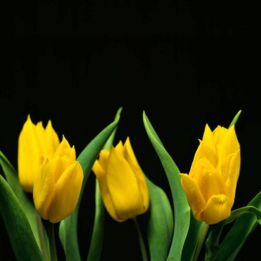 Siyah arkaplanda sarı laleler