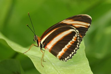 Butterfly standing on leaf