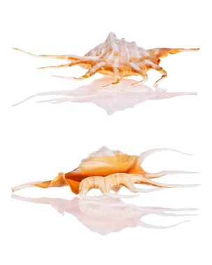 beyaz arkaplanda izole edilmiş deniz kabukları