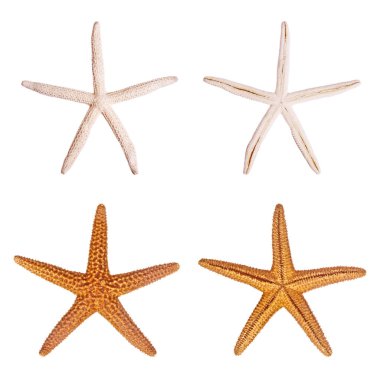 beyaz arkaplanda izole edilmiş denizyıldızı