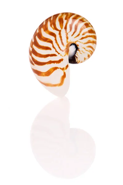 Nautilus Conchiglia Isolato Sfondo Bianco — Foto Stock