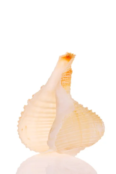 Seashell Isolated White Background — Stock Photo, Image