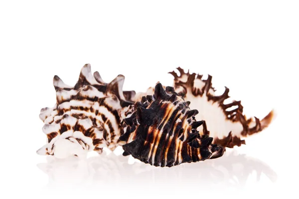 Murex Seashells Isolato Sfondo Bianco — Foto Stock