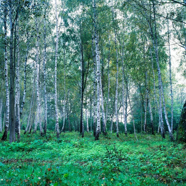 Зеленый Лес Снятый Середине Дня — стоковое фото