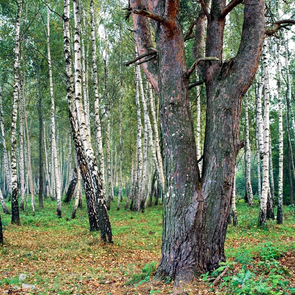 Grüner Wald Mittag — Stockfoto