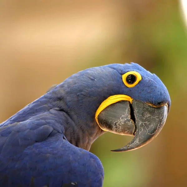 Blauer Papagei Portrait Makro Nahaufnahme — Stockfoto