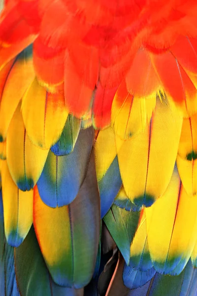 Federn Papageien Nahaufnahme — Stockfoto