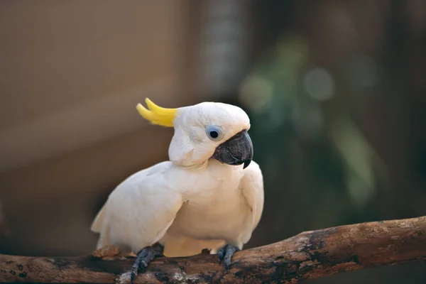 Pappagallo Bianco Piedi Sul Ramo — Foto Stock