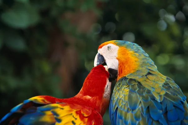 Liebe Papageien Makro Nahaufnahme — Stockfoto