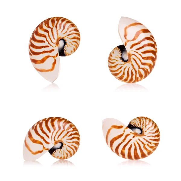 Beyaz arka plan üzerinde izole nautilus kabukları