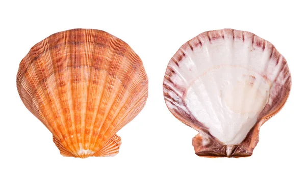 Powłoki Scallop Izolowane Białym Tle — Zdjęcie stockowe