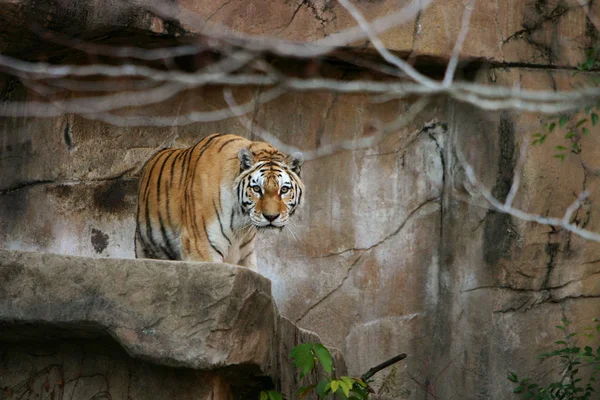 Tygrys Patrząc Widza — Zdjęcie stockowe
