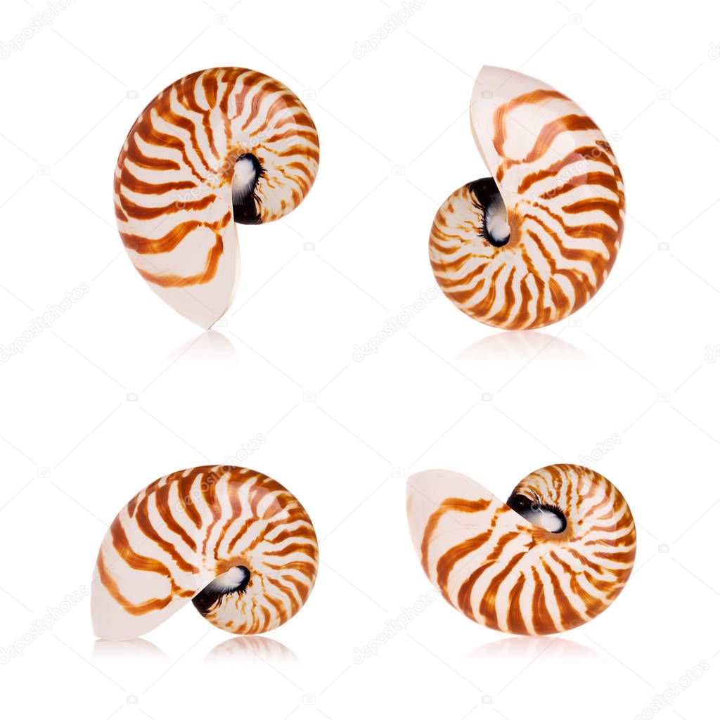 Nautilus seashells isolated on white background