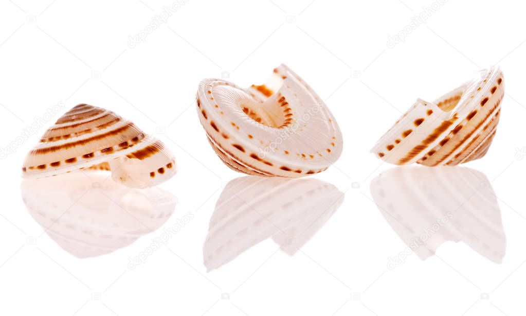 Seashells isolated on white background