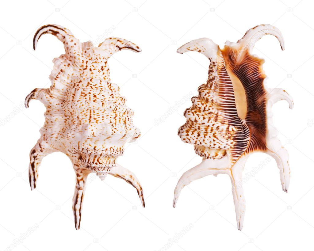 Chiragra Spider Conch Shells isolated on white background